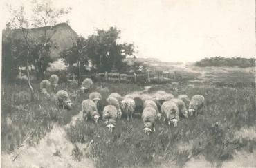 Sheep in Pasture