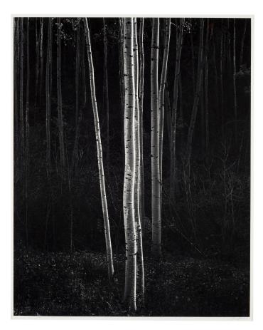 Aspens, Northern New Mexico