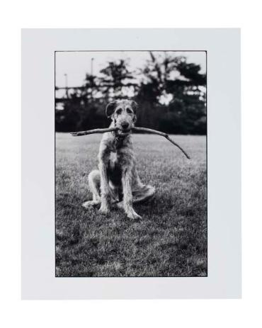 Irish Wolfhound with Stick