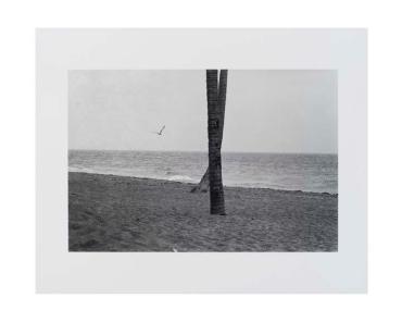 Seagull and Crossed Trees, Florida