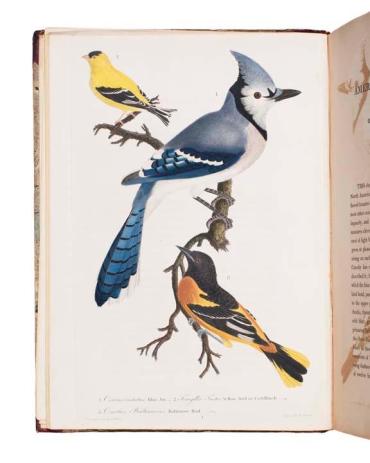 American Ornithology; or The Natural History of the Birds of the United States