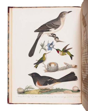 American Ornithology; or The Natural History of the Birds of the United States