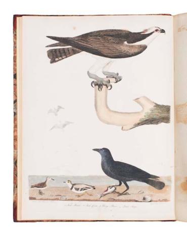 American Ornithology; or The Natural History of the Birds of the United States