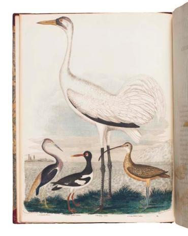 American Ornithology; or The Natural History of the Birds of the United States