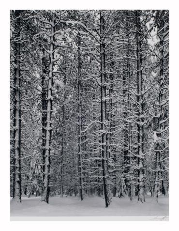 Pine Forest in Snow, Yosemite National Park