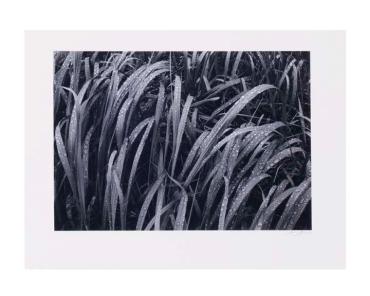 Grass in Rain, Glacier Bay National Monument, Alaska