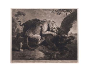 Lion Attacking Boar (after Frans Snyders)