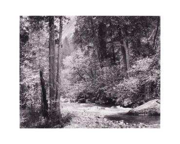 Tenaya Creek, Dogwood, Rain, Yosemite National Park, California