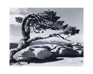 Jeffrey Pine, Sentinel Dome