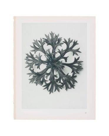 "Rosette of Leaves" from the Urformen der Kunst