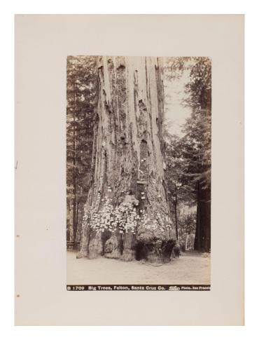 Big Trees, Felton, Santa Cruz. Co., California