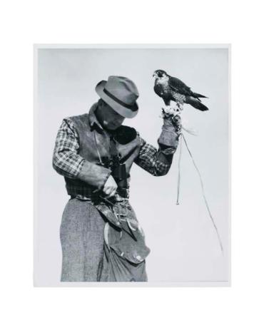 Untitled (Peterson with a falcon)