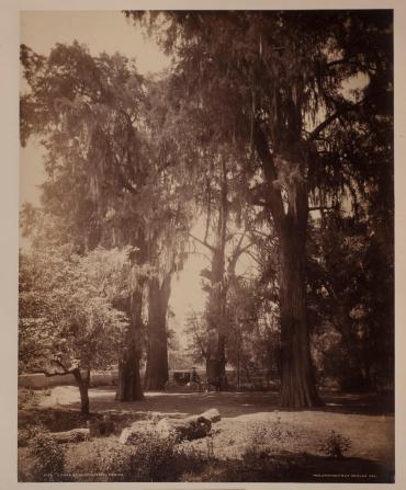 Grove of Chapultepec, Mexico