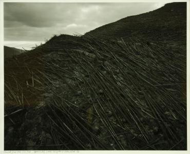Downed Forest Near Elk Rock - approximately 10 miles NW of Mt. St. Helens, Wash.