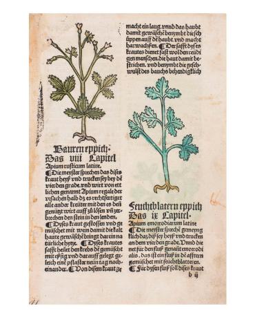 Leaf from Gart Der Gesundheit