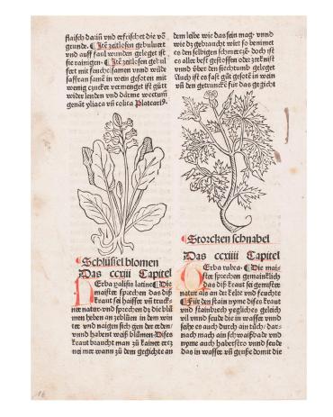 Leaf from Gart de Gesundheit