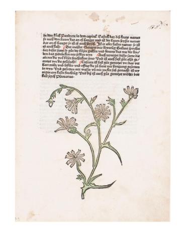 Leaf from Gart Der Gesundheit  (The Garden of Health)