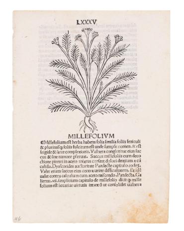 Leaf from Herbarium