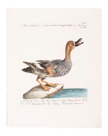 Anatra Salvata (Gadwall) from Storia naturale degli uccelli trattata con metodo e adornata di figure intagliate in rame e miniate al naturale. Ornithologia methodice digesta atque iconibus aeneis ad vivum illuminatis ornate