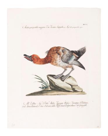 Anatra querquedula maggiore (Common Pochard) from Storia naturale degli uccelli trattata con metodo e adornata di figure intagliate in rame e miniate al naturale. Ornithologia methodice digesta atque iconibus aeneis ad vivum illuminatis ornate