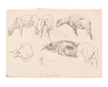Sketch of Sheep