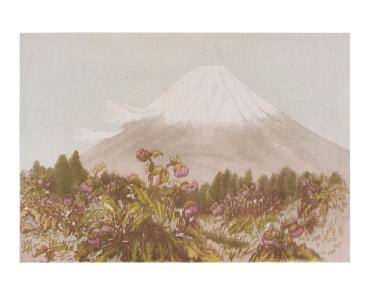 Mt. Fuji, with Blossoming Fuji Thistles, seen from Kagosaka Pass
