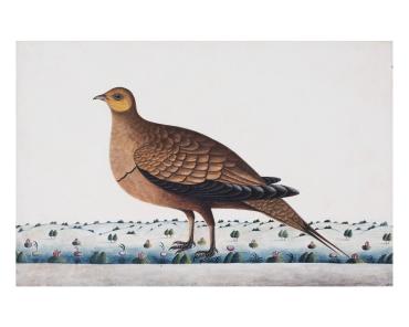 A Sandgrouse