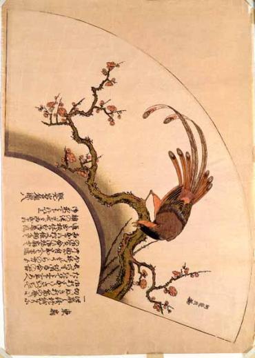 Fan Print: A long-tailed bird on a flowering plum branch