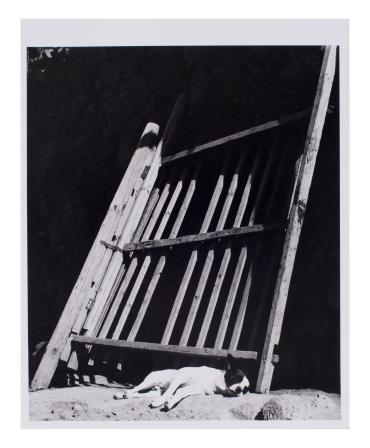 Sleeping Dogs Bark (Los Perros durmiendo ladran), from Photographs by Manuel Alvarez