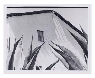 Ventana a los magueyes (Window on the agaves)