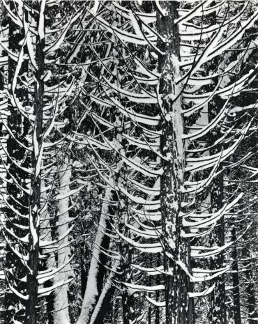 Winter Forest Detail, Yosemite Valley, California