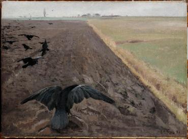 Rooks in a Field