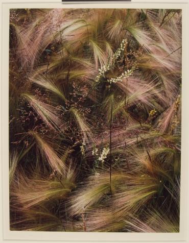 Foxtail Grass, Colorado from  Portfolio One: The Seasons  (San Francisco, 1963)