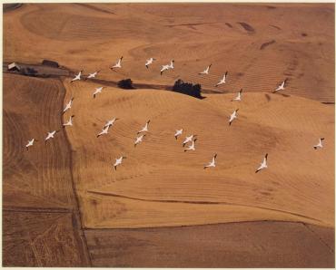 White Pelicans