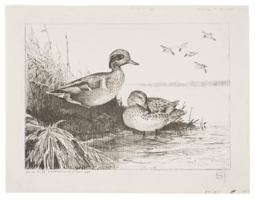 Duck Stamp Design 1939
Federal Duck Stamp 1940