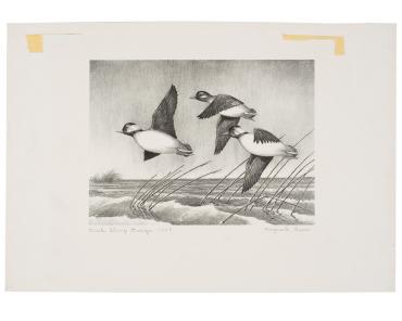 Duck Stamp Design 1948 / Duck Stamp 1949