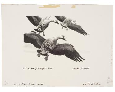 Duck Stamp Design 1944; Duck Stamp 1945