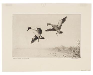 Duck Stamp Design 1938
Duck Stamp 1939