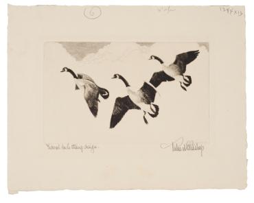 Duck Stamp Design 1936
Duck Stamp 1937