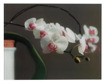 Orchids (Version 2)