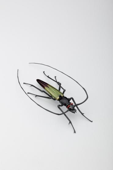 Beetle with long antenna