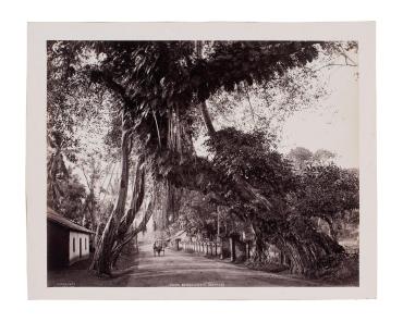 Ficus Bengalensis (Banyan Tree), Sri Lanka