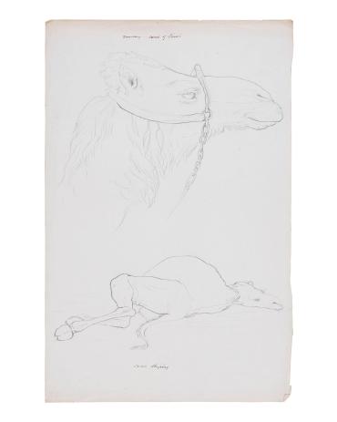 Dromedary--Camel of Sinai; Camel Sleeping