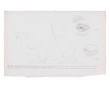 Sketches: Camel Kneeling; Camel Eyes
