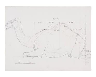 Scale Drawing of Kneeling Camel for Proportions