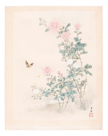 Chrysanthemums and Butterfly