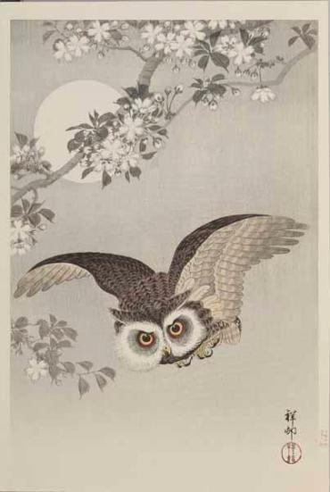Cherry Blossoms and Owl