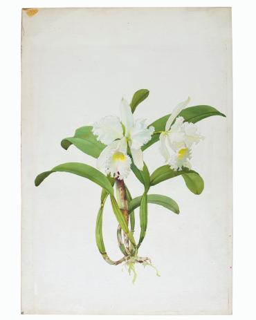White Orchids with Pale-Green Yellow Throats
