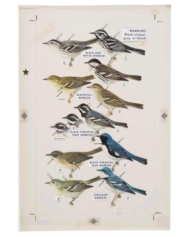 Warblers, from Field Guide to Eastern Birds