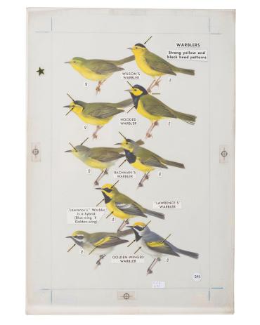 Warblers, Strong Yellow and Black Head Patterns, from Field Guide to Eastern Birds